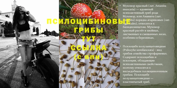 прущие грибы Михайловка