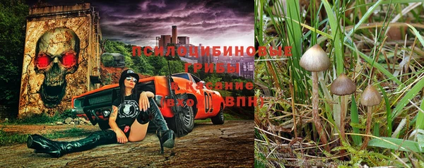 прущие грибы Михайловка